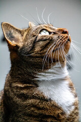 Obraz premium Portrait de chat curieux regardant en l'air à droite