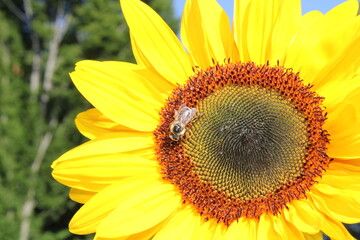 Obraz premium Abeille sur tournesol