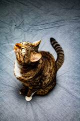 Chat assis sur un lit regardant en l'air