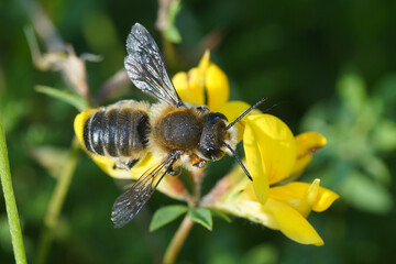 Natural outdoors close up of the male of Willughby's leaf-cutter bee, Megachile willughbiella on yellow Lotus corniculatus flower