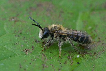 Soft and colorful closup on a furry male of the oligolectic Heather mining bee, Andrena fuscipes sitting on a green leaf