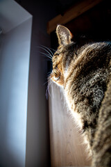 Chat regardant par la fenêtre