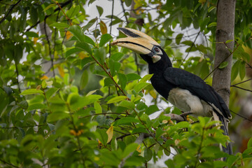 Oriental Pied Hornbill resting in the branches of a tree