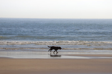 Fototapeta na wymiar perro en la playa // dog on the beach