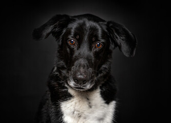 Fototapeta premium Cute photo of a dog in a studio shot on an isolated background