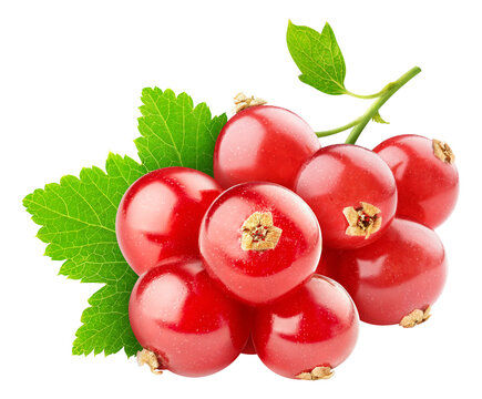 Bunch of red currants cut out