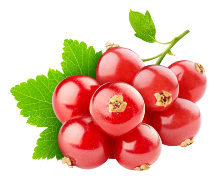 Bunch of red currants cut out