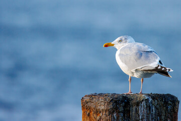 Portrait of a big seagull standing on a pillar