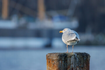 Portrait of a big seagull standing on a pillar