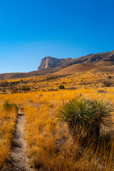 Guadalupe Mountains National Park wilderness landscape, with views of El captain over Soaptree Yucca plant and golden grasses on Pine Springs Meadow footpath in Salt Flat, Texas, USA
