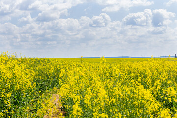 Obraz premium Yellow rapeseed field and picturesque sky with white clouds. Obtaining a crop of high-quality rapeseed products