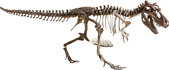 Naklejka premium Tyrannosaurus Rex skeleton