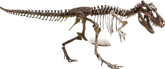 Tyrannosaurus Rex skeleton