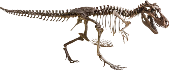 Foto op Plexiglas Tyrannosaurus Rex skeleton © stockdevil