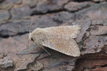 Closeup on the European light brown colored small quaker owlet moth, Orthosia cruda, sitting on wood