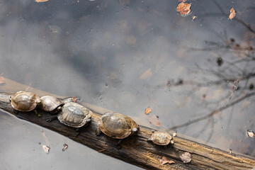 Five Aquatic Turtles Bask On Submerged Log In Georgia Lake
