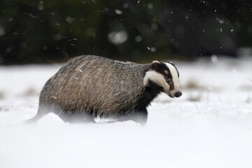 Obraz premium The badger ran out of the forest to the snowy meadow.