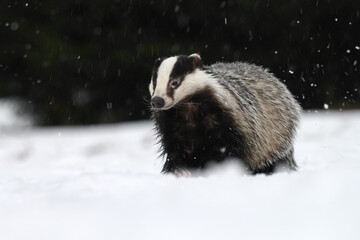 The badger ran out of the forest to the snowy meadow.