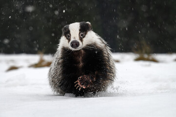 Obraz premium The badger ran out of the forest to the snowy meadow.