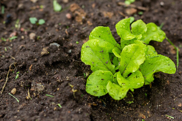 Sprouted young fresh lettuce leaves. Organic food. Close up