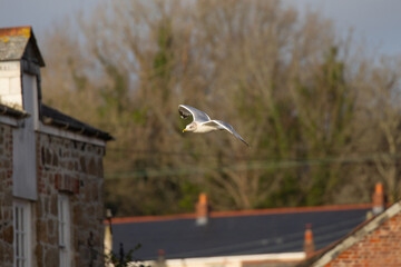 Flying Seagull herring gull