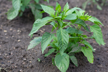 Green bell peppers on the garden bed. Immature peppers. Organic concept. Selective focus. Vegetables