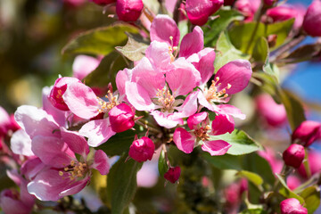 Fototapeta na wymiar beautiful pink cherry blossom in spring