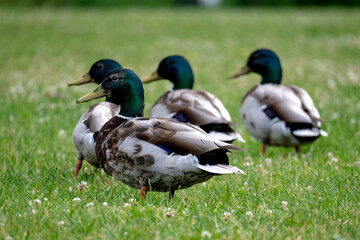 A group of ducks looking in the same direction