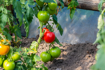 Ripe natural tomatoes growing on a branch in a greenhouse