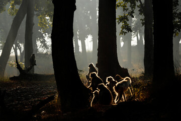 Group of Gray Langurs in the Forest, at Dawn. Kanha, India