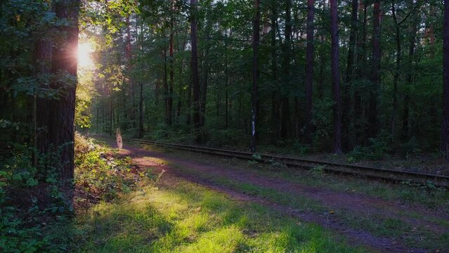 Railway tracks view. Railway rails and embankment surrounded by forest. Railroad - Powered by Adobe