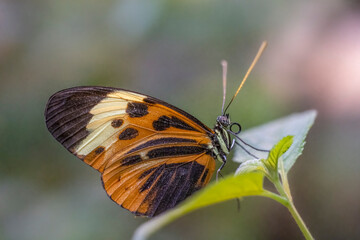 Macro of numata longwing butterfly 