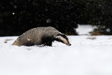 The badger ran out of the forest to the snowy meadow.