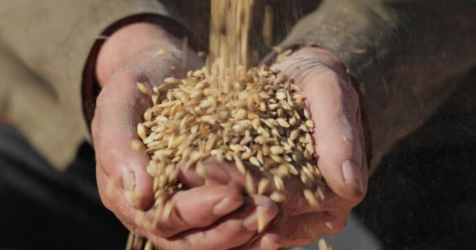 Farmer inspects his crop of hands hold ripe wheat seeds.