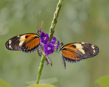close-up of two sara longwing butterflies on purple flower