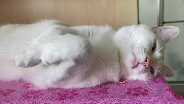 Chat zen trop mignon