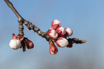 Apricot flower buds at the moment of blooming, macro. Apricot garden and trees in the spring when the flowers are blooming. Agriculture.