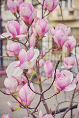 Fototapeta premium flowers of purple blooming magnolia. Spring bloom magnolia trees.