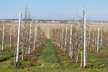 Fototapeta na wymiar Pear garden in early spring before flowering. Rows of pear trees on supports in a modern orchard. Agriculture. Rows of pear trees grow.