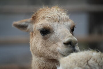 Fototapeta premium Alpaka mit Schneeflocken an den Wimpern