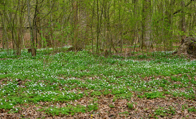 High angle view of illuminated forest floor with white snowdrops, moss and tree trunk in spring.