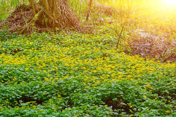 High angle view of illuminated forest floor with white snowdrops, moss and tree trunk in spring.