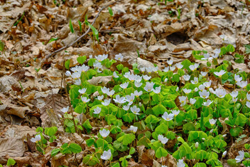 Bluebell landscape under the forest trees with dawn sunlight rising.