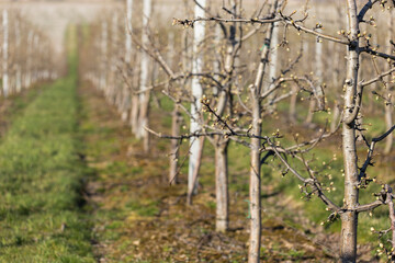 Pear garden in early spring before flowering. Rows of pear trees on supports in a modern orchard. Agriculture. Rows of pear trees grow.