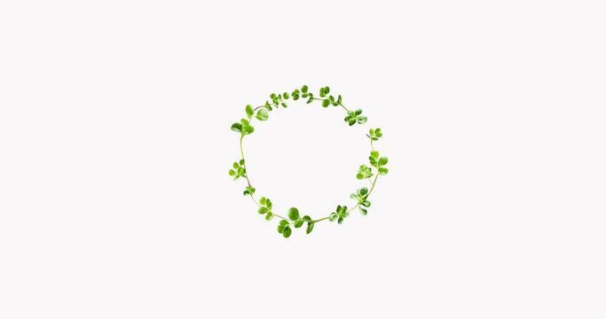 Сircle shaped microgreen sprouts on white background 4K Loop Space for text