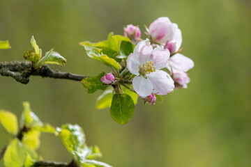 Closeup of spring blossom flower