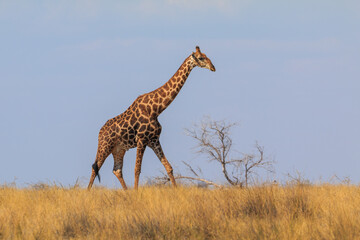 Giraffe in th Etosha National Park in Namibia.