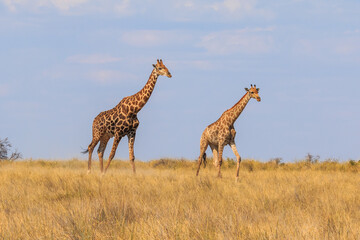 Giraffe in th Etosha National Park in Namibia.