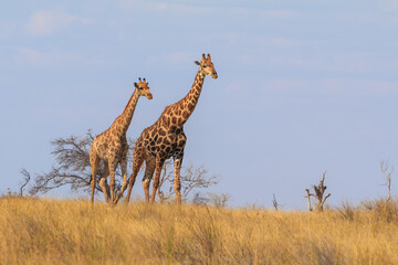 Giraffe in th Etosha National Park in Namibia.