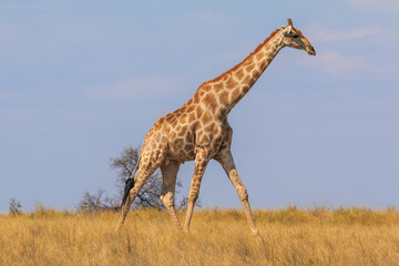 Giraffe in th Etosha National Park in Namibia.